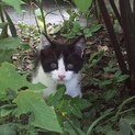 子猫の里親さん募集