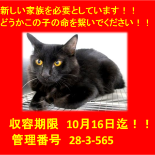 期限10月16日迄！男前の黒猫ちゃんです♡♡
