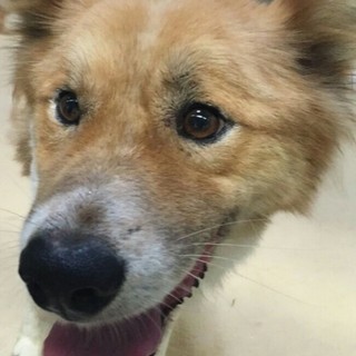 ☆助かりました☆ダムに置き去りにされたワンコ