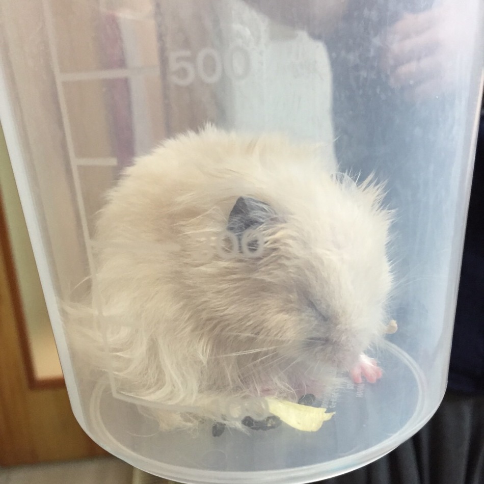 ゆりと子ハムのカバー写真