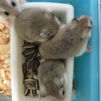 ぺちゅ、にあ、かんな、こはる