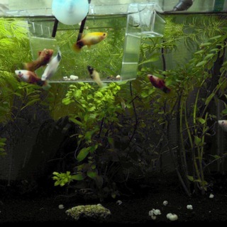 プラティー各種