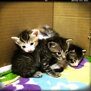 9月9日産まれのキジトラとキジ白の兄弟です交渉中。