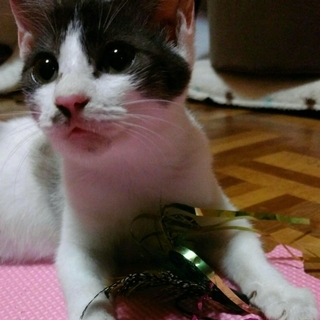 女の子はちわれ、人懐っこいうしこちゃん