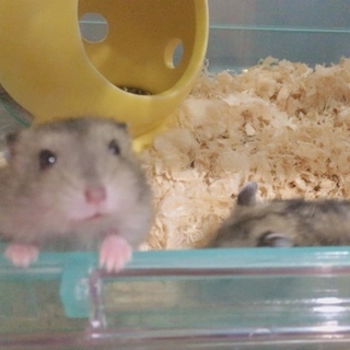 ジャンガリアンノーマル 生後20日！