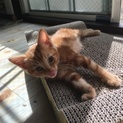 どこでもよく寝る茶トラちゃん(=^･ω･^=)