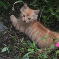 子猫の里親さん募集