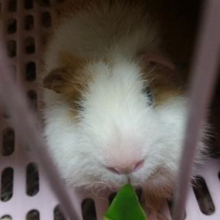 モルモットの男の子【里親さんを探しています】