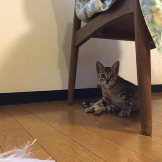 (*ﾟ∀ﾟ)秋の夜長にちびっこアメショ！