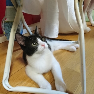 性格花丸　ナインの里親さん募集中