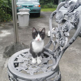 元気な子猫の里親様をお願いします