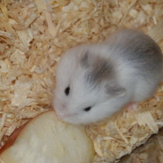 ロボロフスキー里親募集（交渉中に付き新規申込不可）