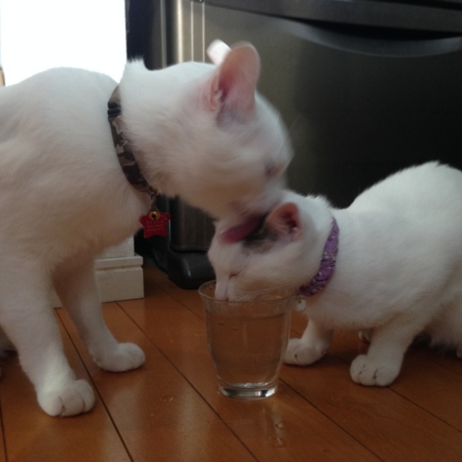 kurumirukuのカバー写真