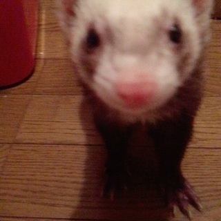 おかげさまで、素敵な飼い主さんに出会えました！