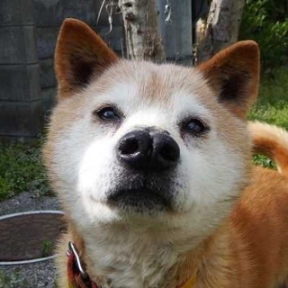 緊急里親募集！空輸代金支援します！動画付き