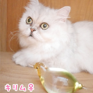 シルバーチンチラ★静かでおとなしいレディ★推定6歳