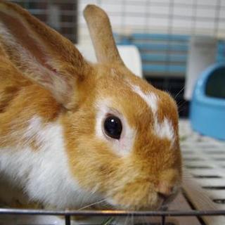 保護うさぎ、たけしくん⇒関東移送(10/7)