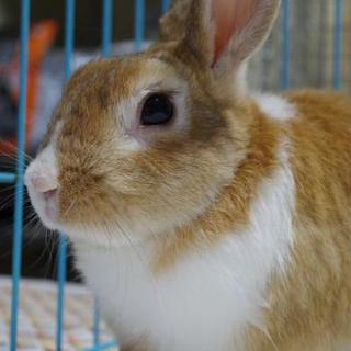 保護うさぎ7番、ハクくん⇒関東移送(10/7)