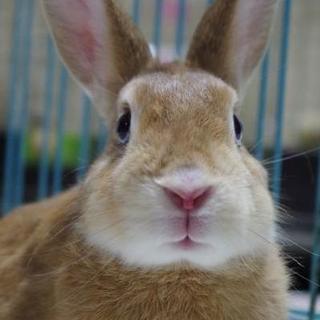 保護うさぎ、のりちゃん⇒関東移送(10/7)