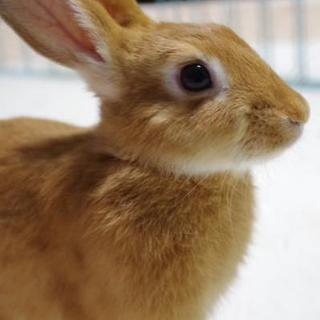 保護うさぎ1番、メイちゃん⇒関東移送(10/7)