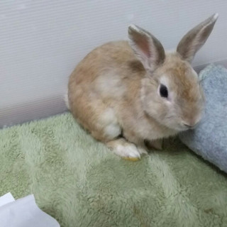 多頭飼育崩壊保護うさぎ(岐阜っ子)、しげるくん