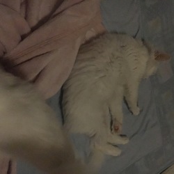 「マリーちゃん♡」サムネイル2