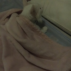 「マリーちゃん♡」サムネイル3