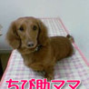 わんこの秘密基地(保護活動者)