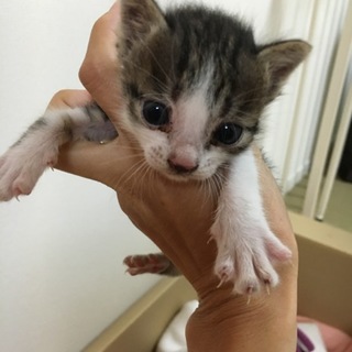 【至急】推定生後2週間〜3週間の子猫引き取れる方
