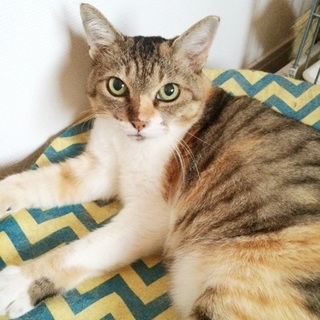 １匹飼い希望大人しいぴりかちゃん♪　３～４歳