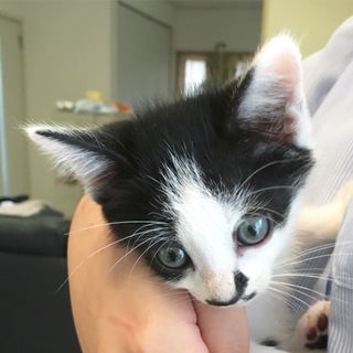 人懐こいかわいい子猫