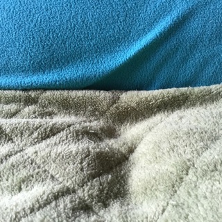 おとなしいメイクーン♀トーティー里親様募集