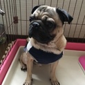元気なパグちゃん里親募集です。