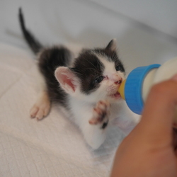 猫の譲渡会＠赤穂・学園祭 サムネイル3