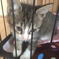とてもやんちゃな賢い子猫ちゃん