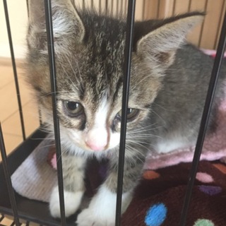 とてもやんちゃな賢い子猫ちゃん