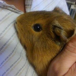 素敵なご家族にお迎えされました!