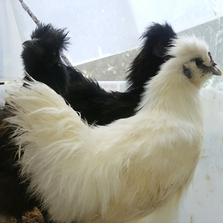 うこっけい烏骨鶏オス１羽