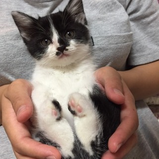 ハチワレはなくろちゃん