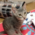 成猫♂里親募集