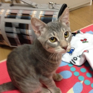 成猫♂里親募集