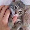 Lina_S