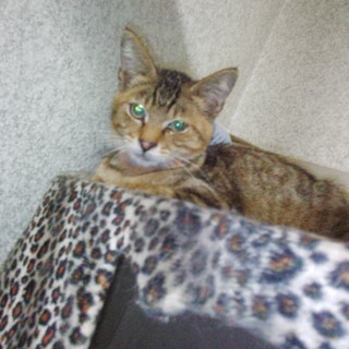 生後4ヶ月キジトラくんの里親募集♪