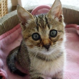 サラちゃん　　元気な女の子です