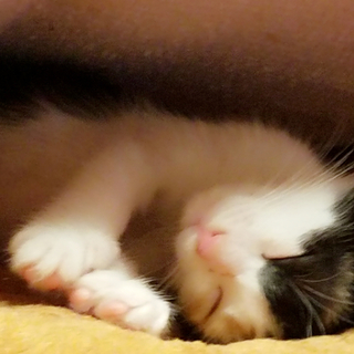 ふわふわ可愛い三毛ちゃん◎