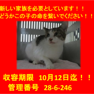 里親決定！！素敵な家族に出会えました(^^♪