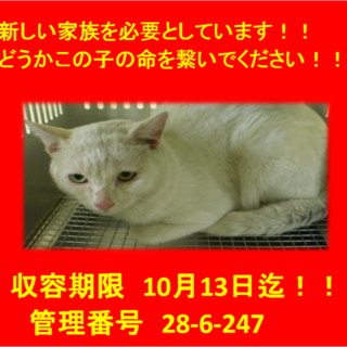 里親決定しました☆(*^▽^*)