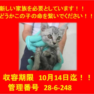 里親決定！！お迎えありがとうございました(^^♪