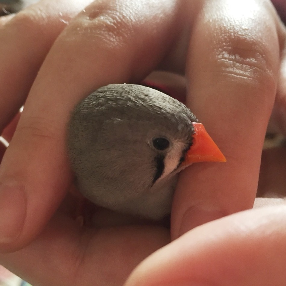 キンちゃんのカバー写真