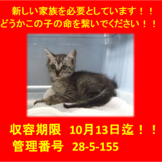 里親決定☆お迎えありがとうございました(^^♪